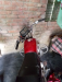 DAYANG 80CC